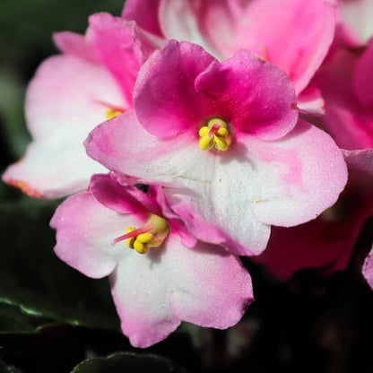 Pink White African Violet Seeds - Flower Plant