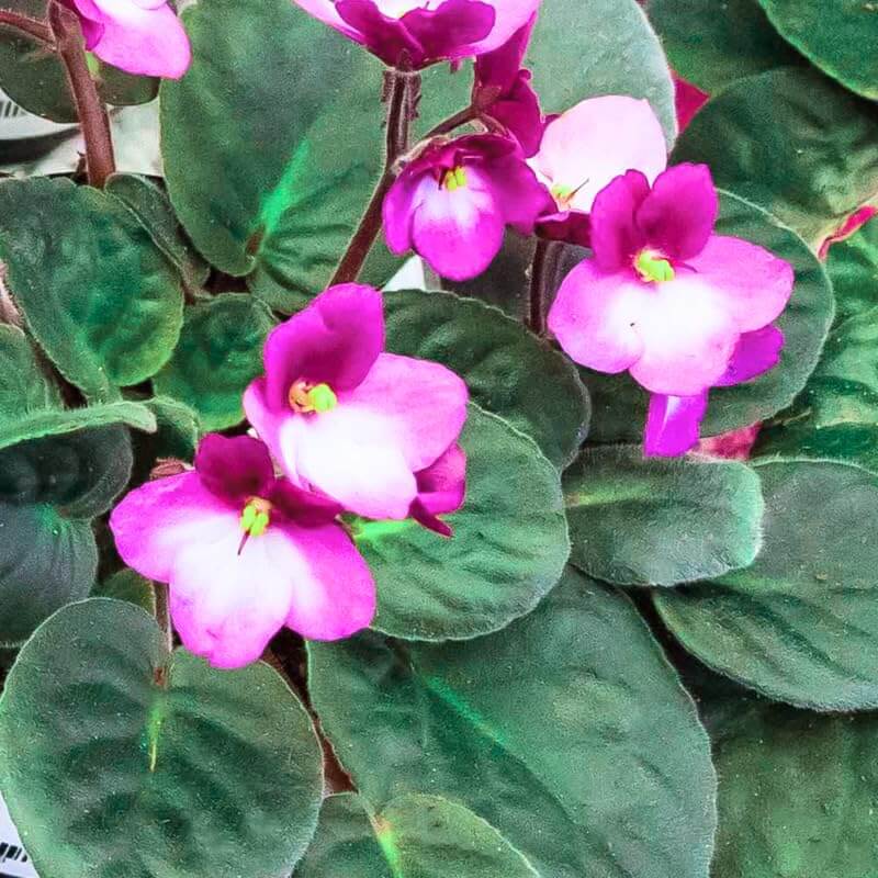 Pink White African Violet Seeds - Flower Plant
