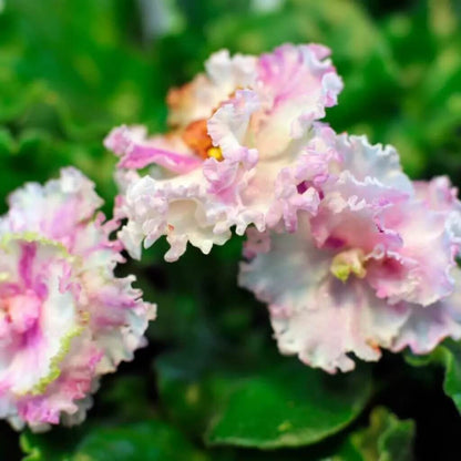 Pink White African Violet Seeds - Flower Plant