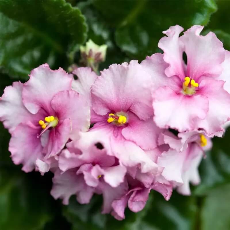 Pink White African Violet Seeds - Flower Plant