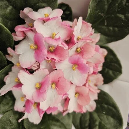 Pink White African Violet Seeds - Flower Plant