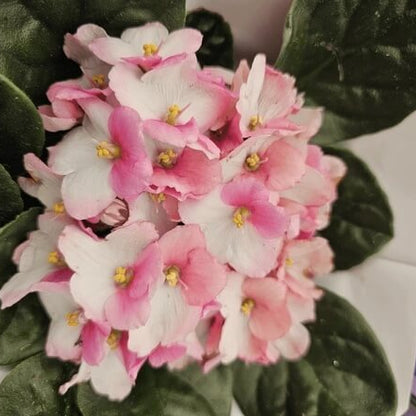 Pink White African Violet Seeds - Flower Plant
