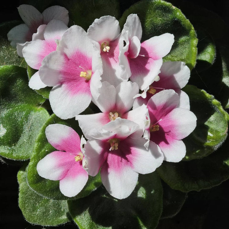Pink White African Violet Seeds - Flower Plant