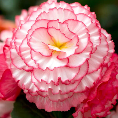 Pink White Begonia Seeds