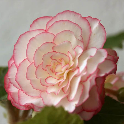 Pink White Begonia Seeds