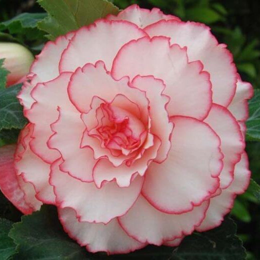 Pink White Begonia Seeds
