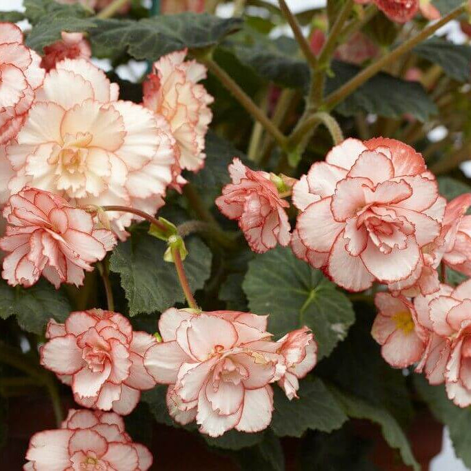 Pink White Begonia Seeds