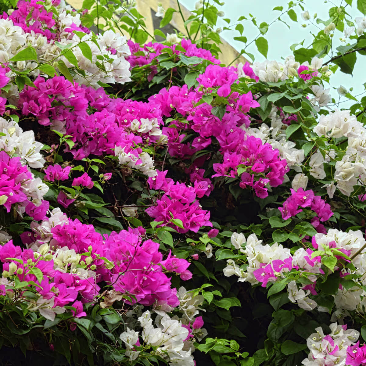 Pink White Bougainvillea Seeds