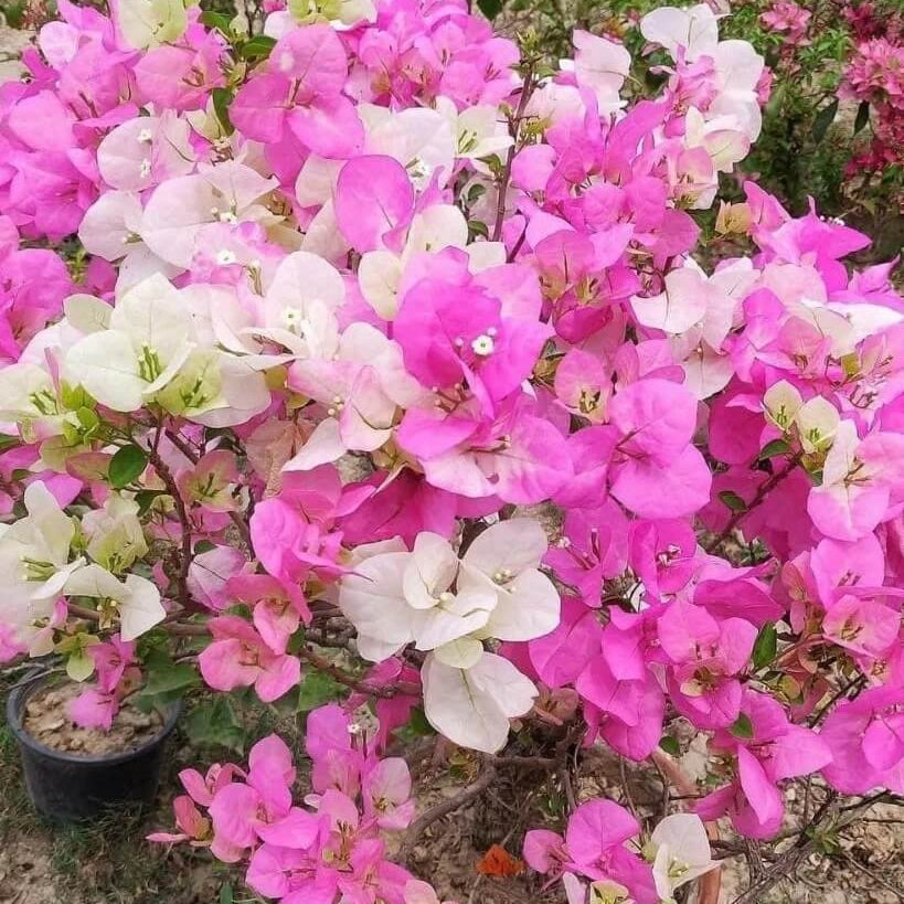 Pink White Bougainvillea Seeds