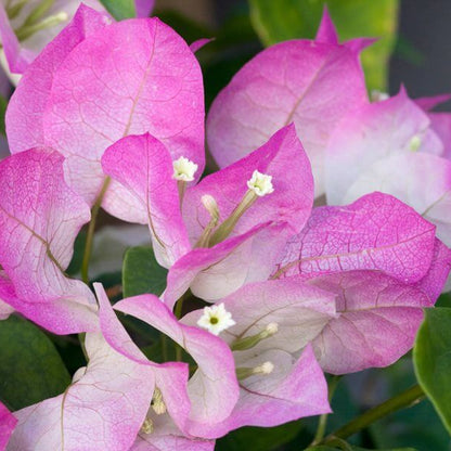 Pink White Bougainvillea Seeds