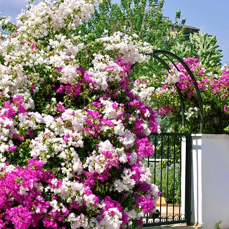 Pink White Bougainvillea Seeds