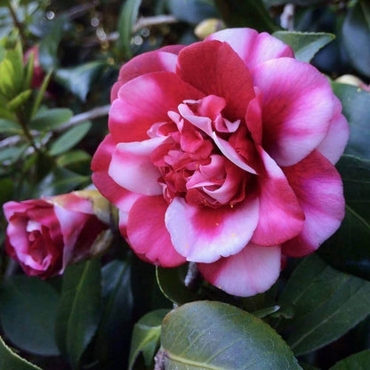 Pink White Camellia Seeds