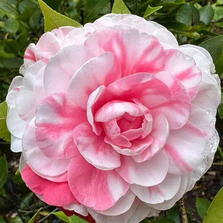 Pink White Camellia Seeds