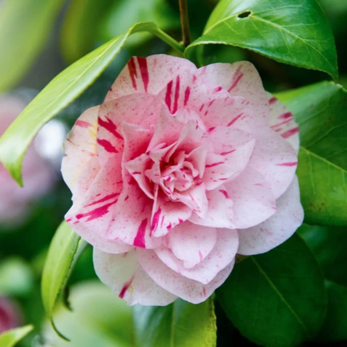 Pink White Camellia Seeds