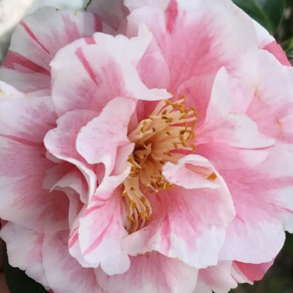 Pink White Camellia Seeds