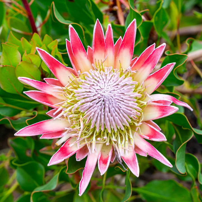 Pink White Protea Seeds