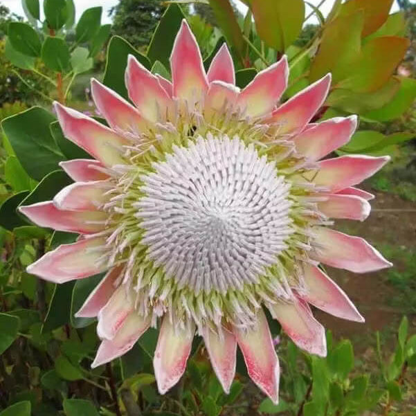 Pink White Protea Seeds