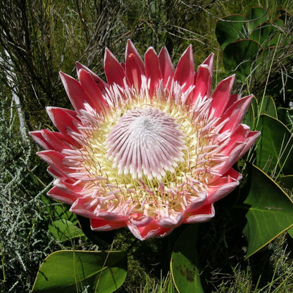 Pink White Protea Seeds