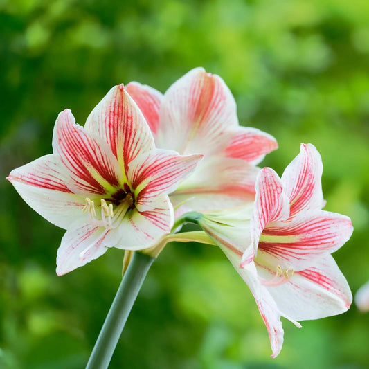 Pink & White Seeds - Flower Plant