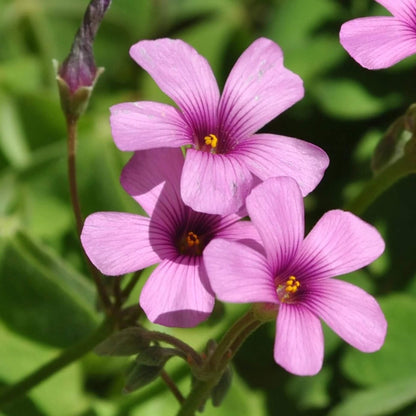 Pink Wood-Sorrel Oxalis Debilis Seeds