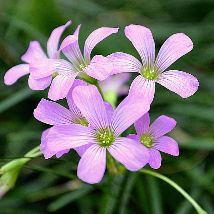 Pink Wood-Sorrel Oxalis Debilis Seeds