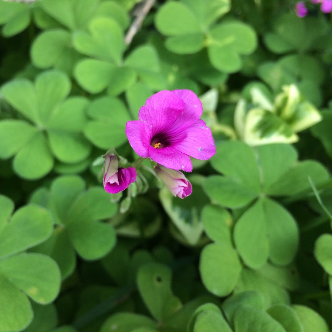 Pink Wood-Sorrel Oxalis Debilis Seeds