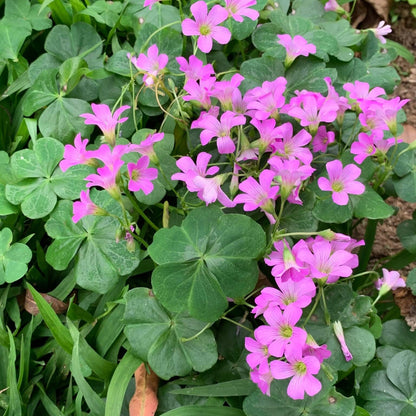 Pink Wood-Sorrel Oxalis Debilis Seeds