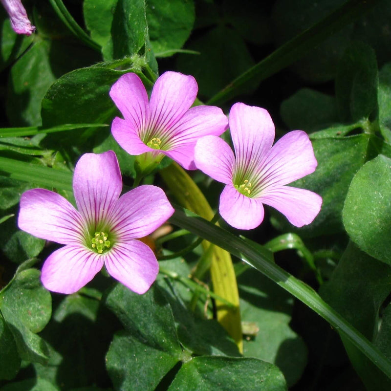 Pink Wood-Sorrel Oxalis Debilis Seeds