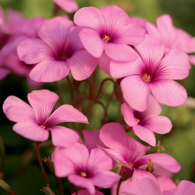 Pink Wood-Sorrel Seeds 