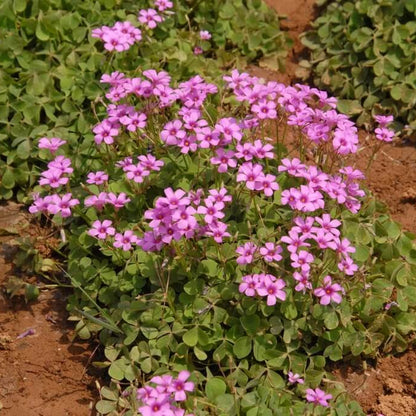 Pink Wood-Sorrel Seeds 