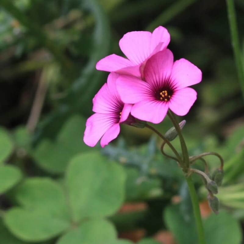 Pink Wood-Sorrel Seeds 