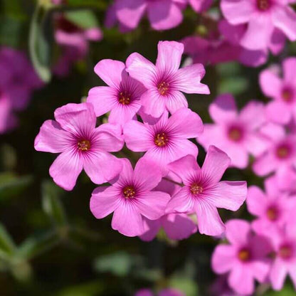 Pink Wood-Sorrel Seeds 