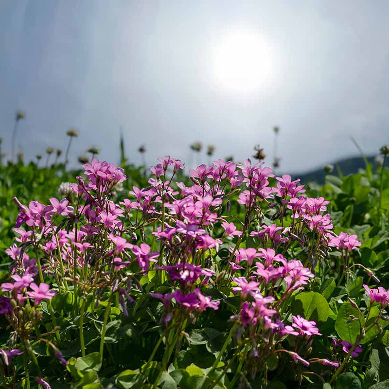 Pink Wood-Sorrel Seeds 