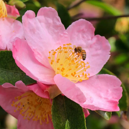 Pink Yellow Camellia Seeds