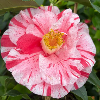 Pink Yellow Camellia Seeds