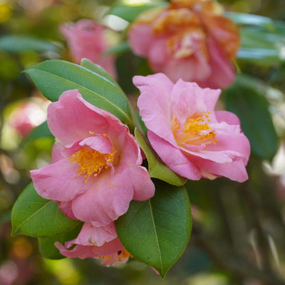 Pink Yellow Camellia Seeds