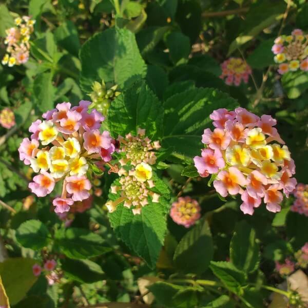 Pink Yellow Lantana Seeds 