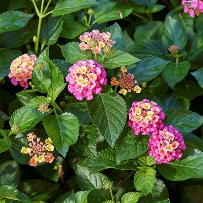 Pink Yellow Lantana Seeds 