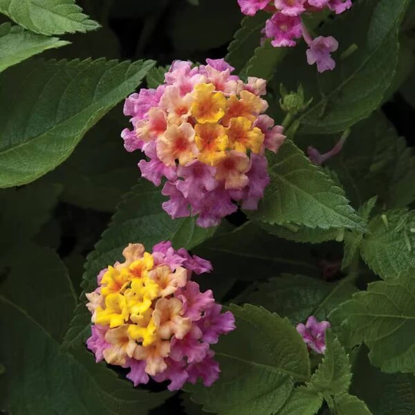 Pink Yellow Lantana Seeds 
