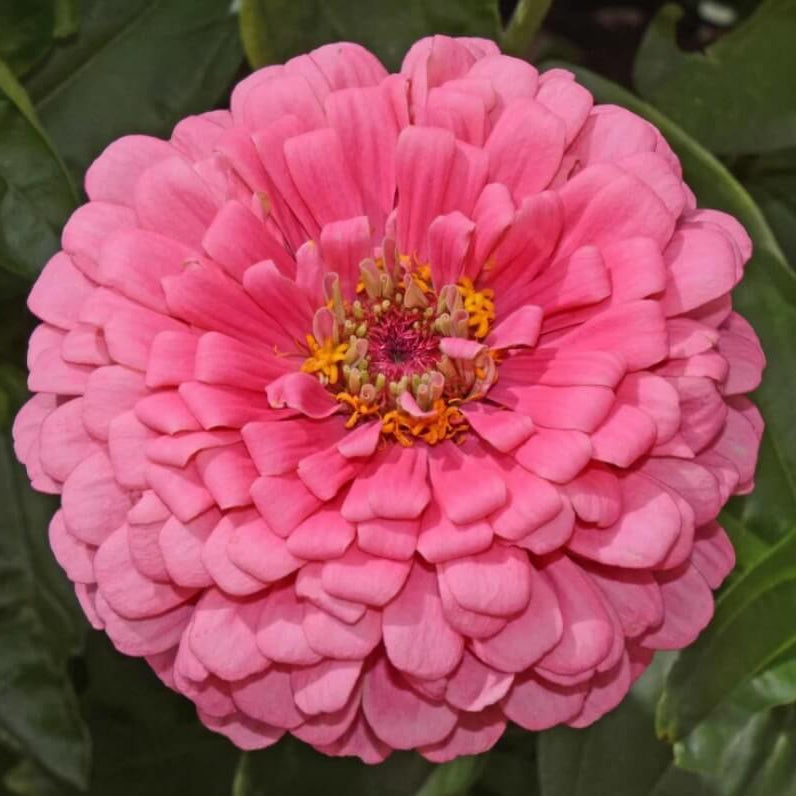 Pink Zinnia Seeds - Flower Plant