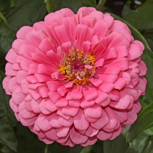Pink Zinnia Seeds - Flower Plant