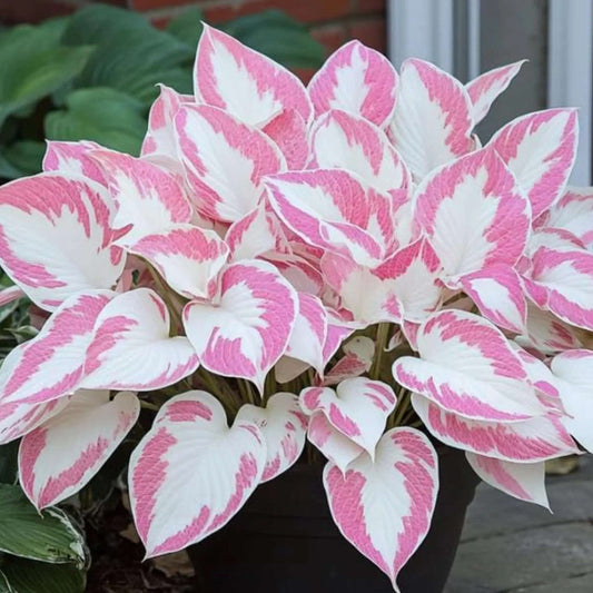 Pink and White Hosta Seeds 