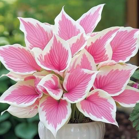 Pink and White Hosta Seeds 