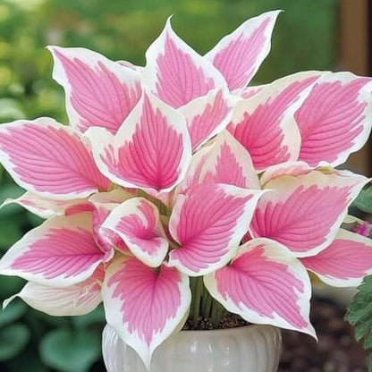 Pink and White Hosta Seeds 