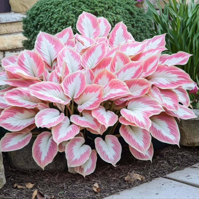 Pink and White Hosta Seeds 