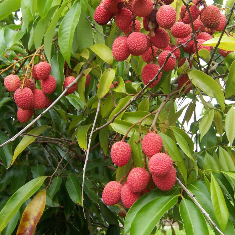 Pinkish-Red Lychee Seeds