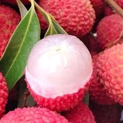 Pinkish-Red Lychee Seeds