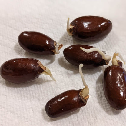 Pinkish-Red Lychee Seeds