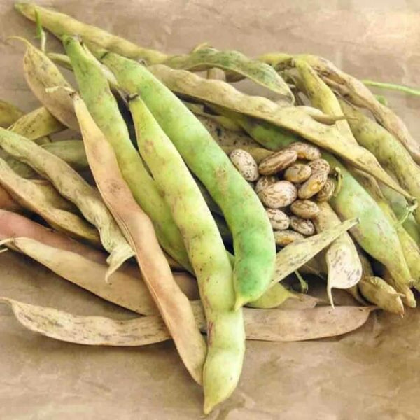 Pinto Bean Seeds - Vegetable Plant