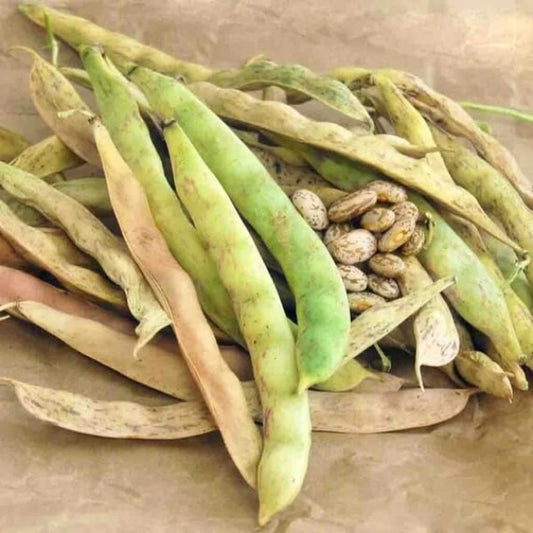 Pinto Bean Seeds - Vegetable Plant